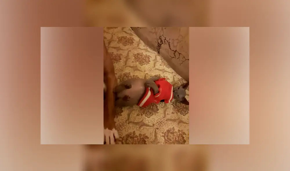 Desliza hacia la izquierda para ver la conmovedora reacción de los animales que se volvió viral en Facebook.