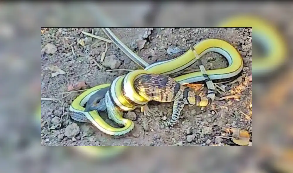 Desliza para ver los detalles del video viral de YouTube. Foto: Captura.