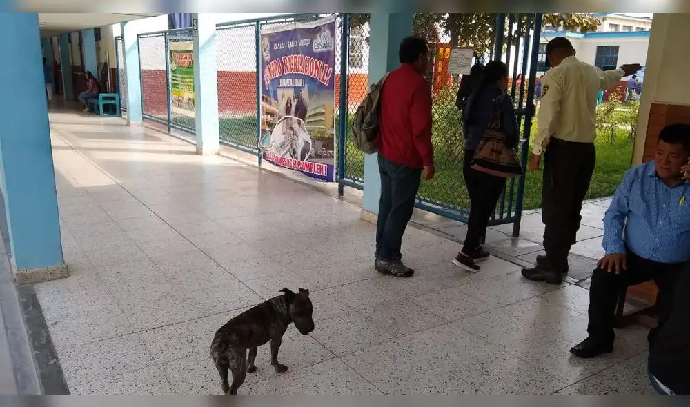 Perro burló seguridad de hospital e ingresó a instalaciones [FOTOS]