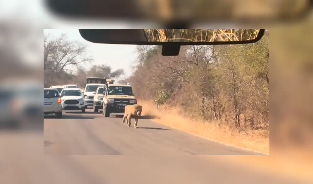 Vía YouTube. Turistas compartieron la impresionante escena de la que fueron testigos durante un recorrido en su camioneta por un parque de Sudáfrica Vía YouTube. Turistas compartieron la impresionante escena de la que fueron testigos durante un recorrido en su camioneta por un parque de Sudáfrica