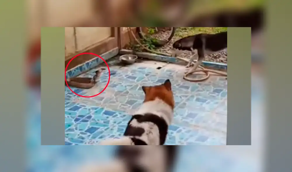 Un video viral de YouTube registró el terrorífico instante en que dos perros encontraron en el patio de su casa a una serpiente, la intentaron morder y sucedió lo inesperado. Un video viral de YouTube registró el terrorífico instante en que dos perros encontraron en el patio de su casa a una serpiente, la intentaron morder y sucedió lo inesperado.