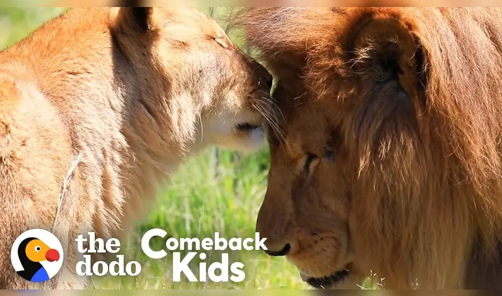 Ambos leones estuvieron trabajando en un circo durante ocho años. Foto: Captura/YouTube/TheDodo