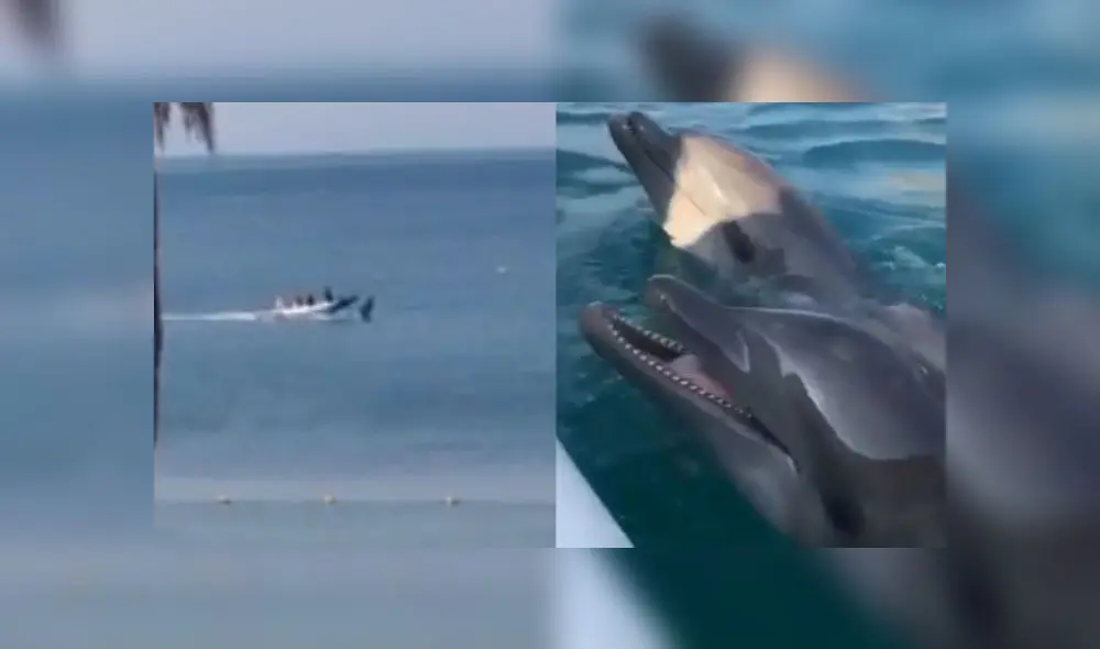 Los animales salen junto a sus cuidadores. Fuente: composición. Los animales salen junto a sus cuidadores. Fuente: composición.