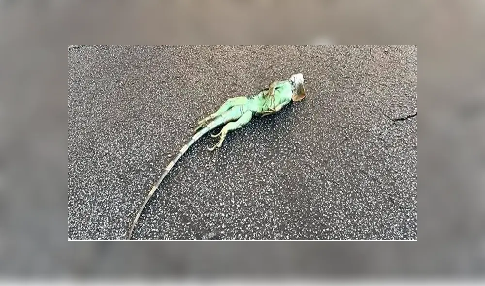 Ola de frío extremo en Miami provoca que iguanas se ‘congelen’ y caigan de los árboles [VIDEO]