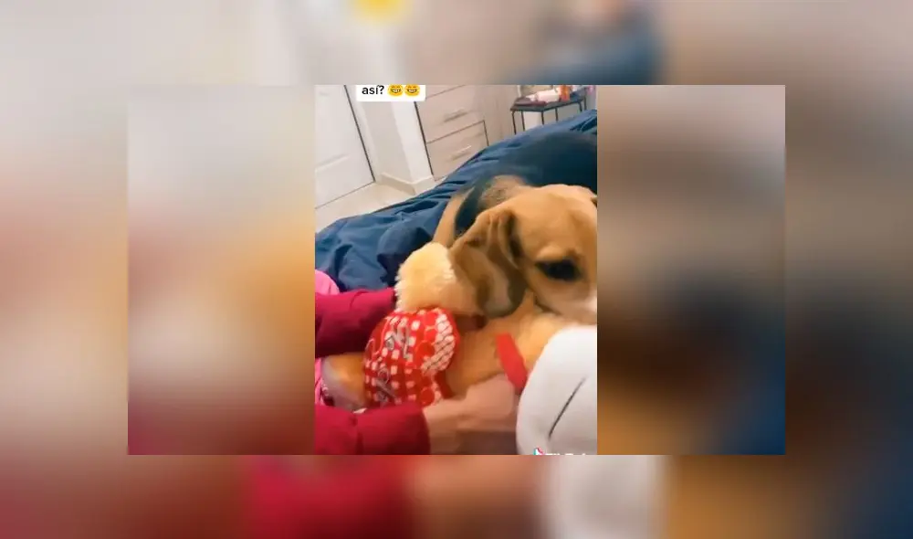 Desliza las imágenes para ver la increíble reacción que tuvo un perro 'celoso' al ver a su dueña acariciando a otro 'can'. Foto: captura/youtube