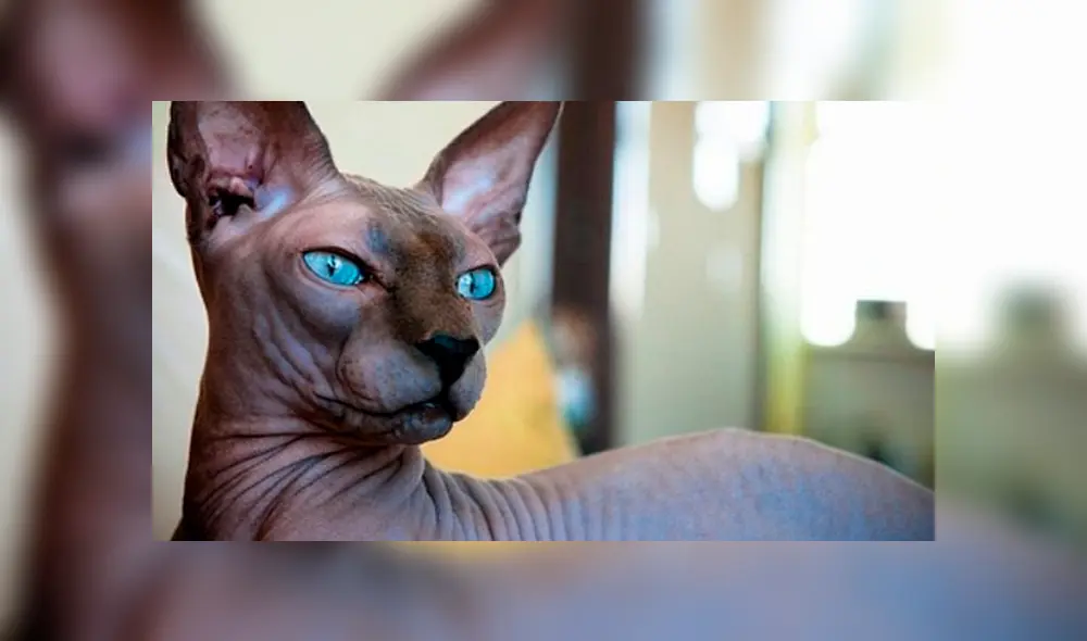 Dragon Ball Super: así reaccionó un 'gato egipcio' cuando tuvo encuentro con "Bills", el Dios de la Destrucción [FOTOS]