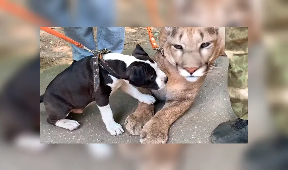 Puma se junta con perro. Puma se junta con perro.