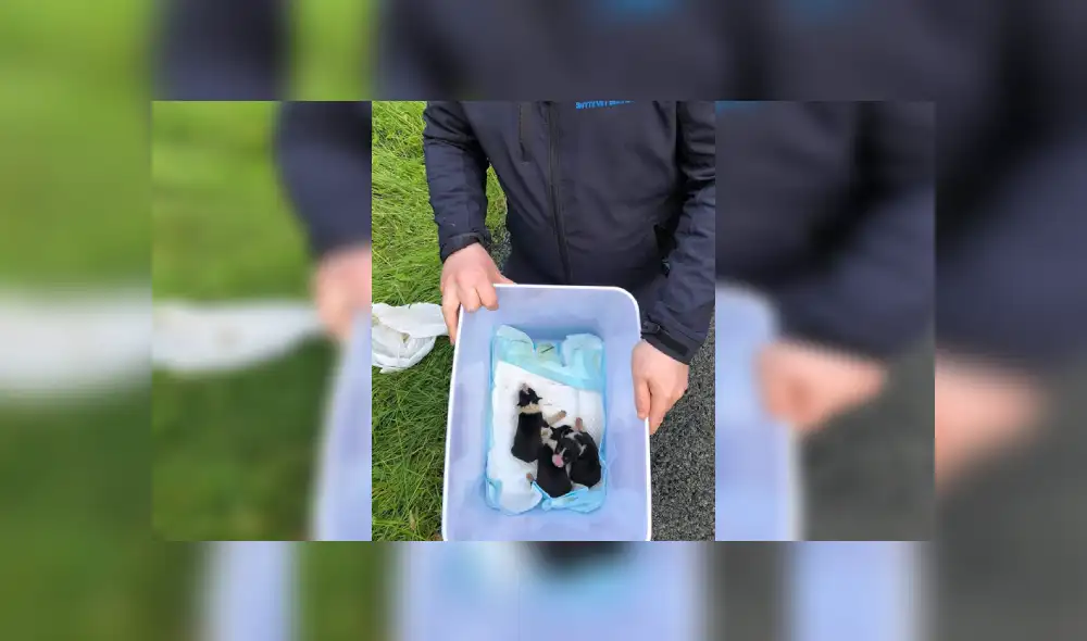 Desliza para ver más imágenes sobre este conmovedor rescate de tres perros bebés. (Foto: Facebook/ISPCA)