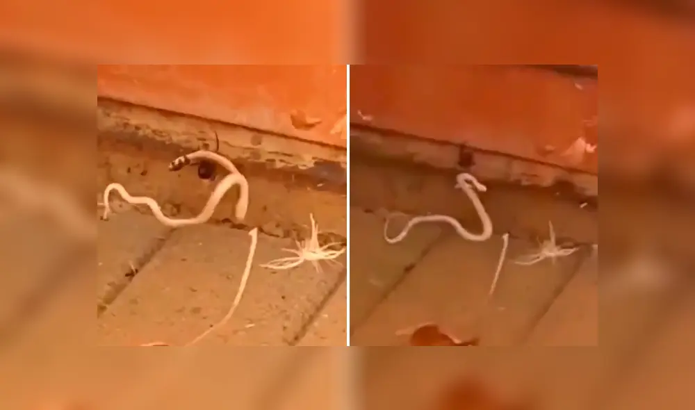 Desliza pata ver todas las imágenes de Facebook. Foto: captura. Desliza pata ver todas las imágenes de Facebook. Foto: captura.