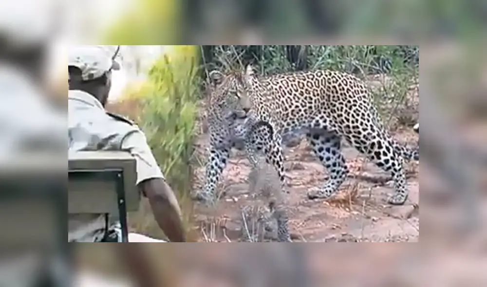 Escena protagonizada por los animales silvestres conmueven a miles de usuarios de Facebook. Escena protagonizada por los animales silvestres conmueven a miles de usuarios de Facebook.