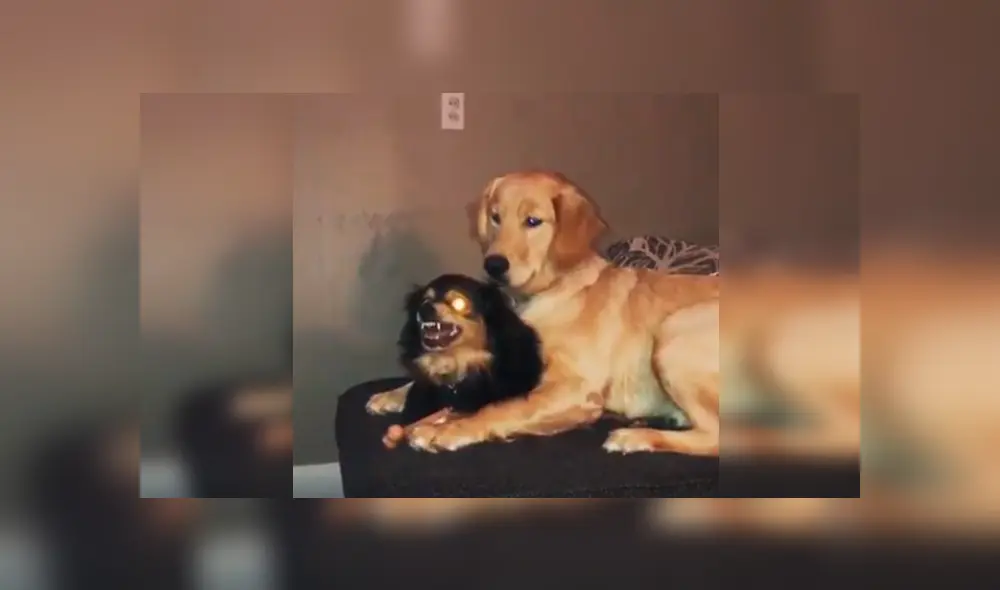 Desliza las imágenes hacia la izquierda para observar la inesperada acción de un perro para calmar a su ‘compañera’. Desliza las imágenes hacia la izquierda para observar la inesperada acción de un perro para calmar a su ‘compañera’.