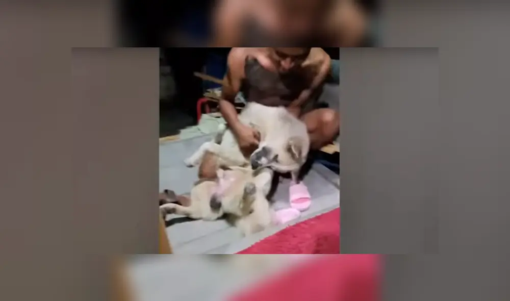 YouTube viral: perrito no quiso que dueño lo bañe y fingió su muerte [VIDEO]