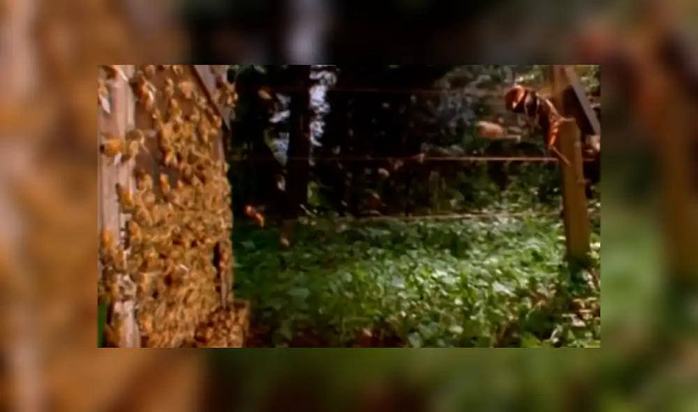 YouTube: Furiosas avispas acaban con una colonia de 30 mil abejas y video deja en shock a todos