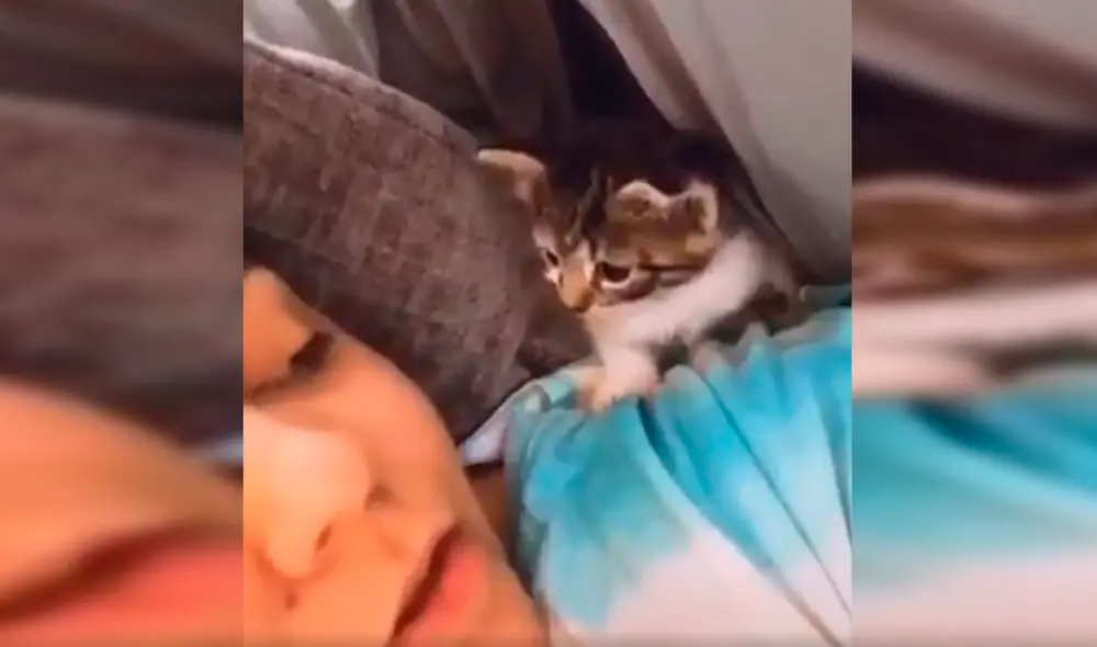 Desliza las imágenes hacia la izquierda para apreciar la tierna escena que protagonizó un gato bebé junto a su dueña. Fotocaptura: Facebook.
