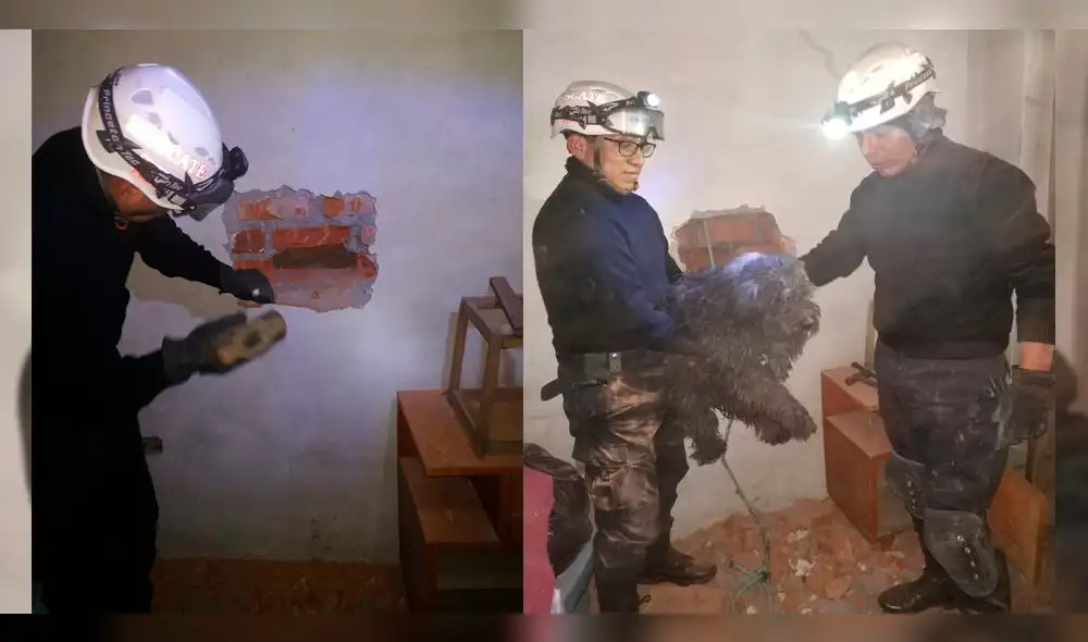 Policías rescatan a perrita atrapada entre paredes en Arequipa [VIDEO]