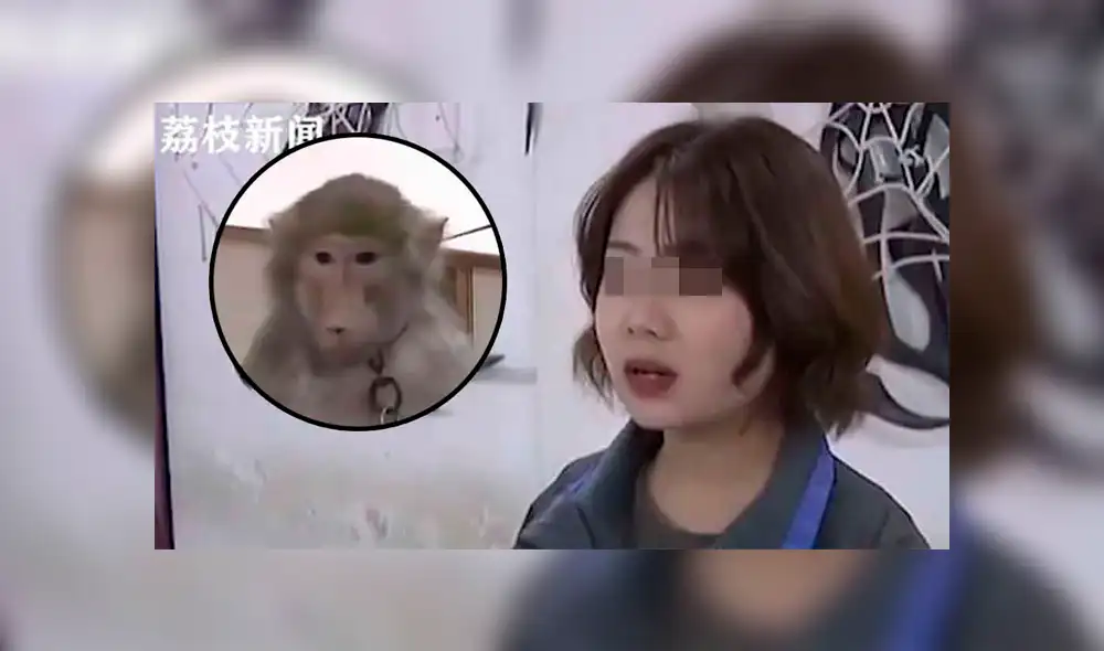 Travieso mono le roba el celular a su dueña y compra varias cosas por Internet [VIDEO]