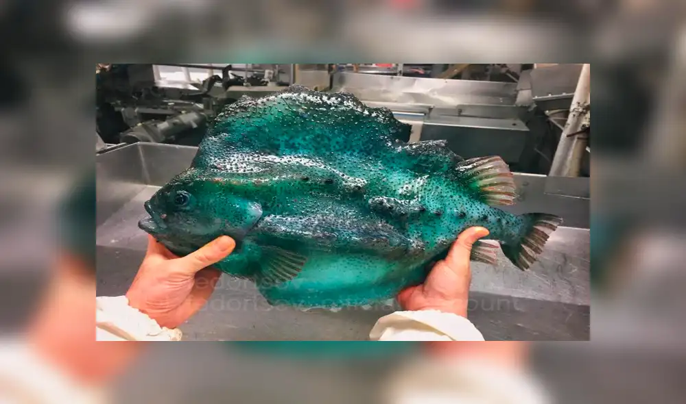 10 extrañas criaturas capturadas en el fondo del mar cuyo aspecto asusta a todos [FOTOS]