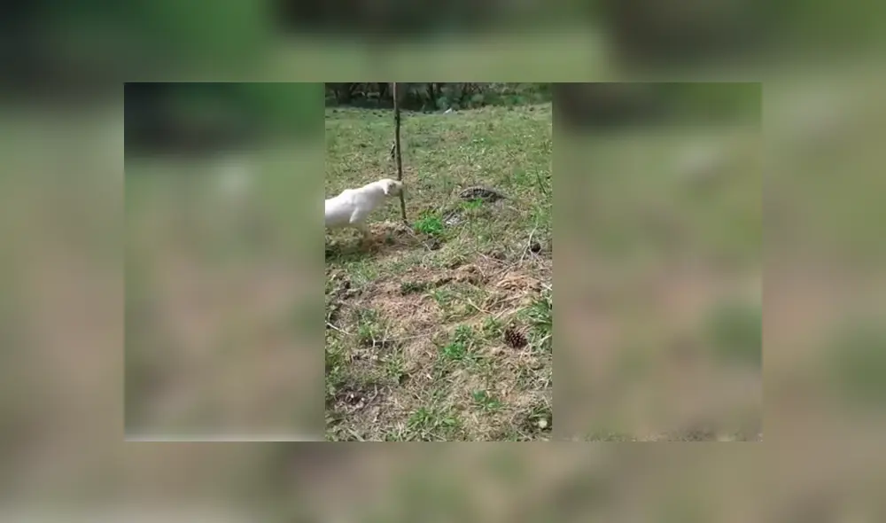 Desliza para ver detalles de este video viral de YouTube. Foto: Captura.