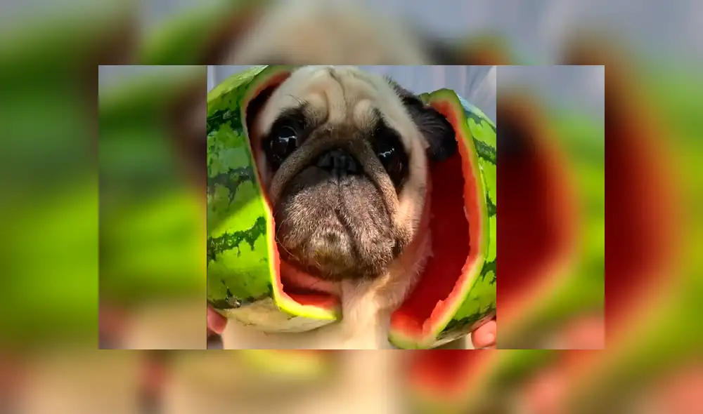 El momento en el que una criatura sale de una sandía se ha vuelto viral en redes.