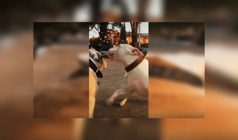 Desliza las imágenes hacia la izquierda para observar el amoroso reencuentro que tuvieron dos perros. Desliza las imágenes hacia la izquierda para observar el amoroso reencuentro que tuvieron dos perros.