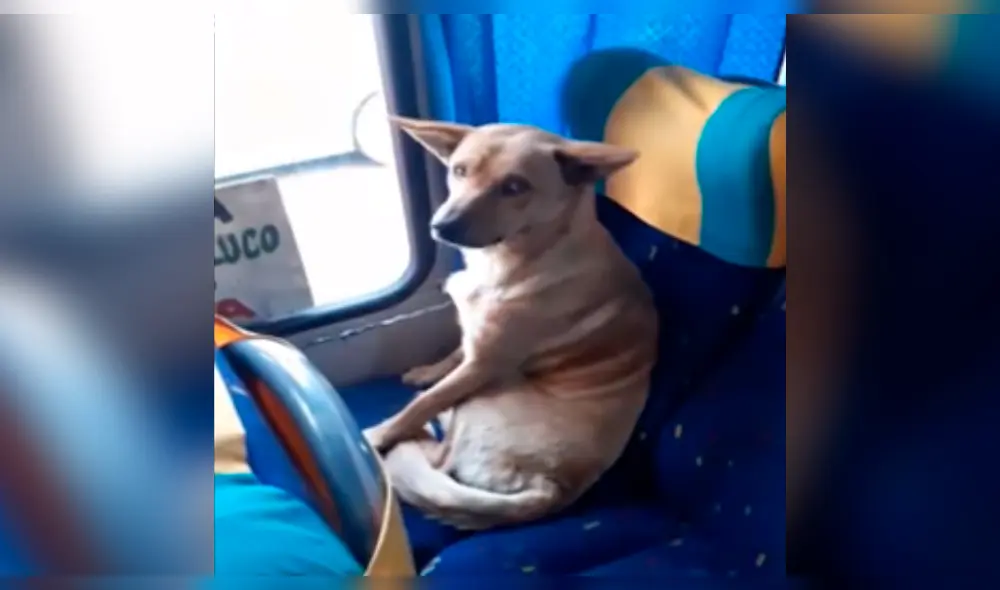 En Facebook: Perro subió a un bus como pasajero y el chofer tuvo una inesperada reacción [VIDEO]