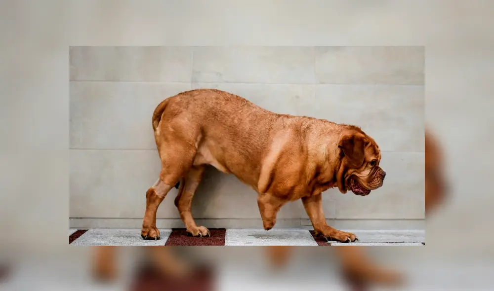 Ronda, la perrita que fue salvada por una fibra de carbono en Portugal. Foto: AFP. Ronda, la perrita que fue salvada por una fibra de carbono en Portugal. Foto: AFP.