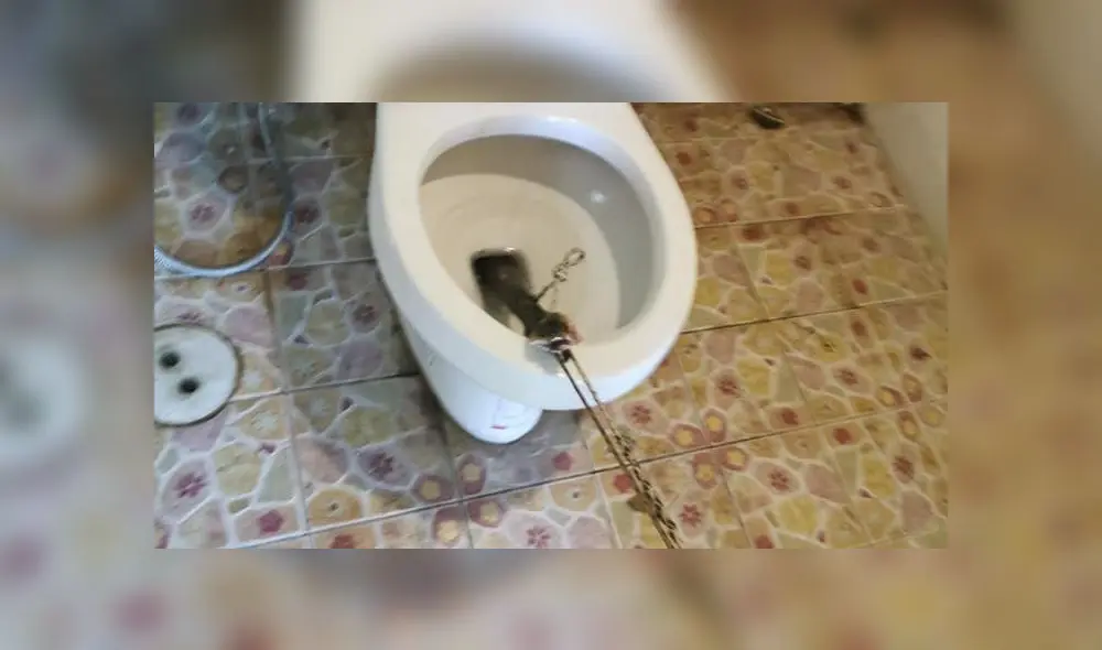 Desliza a la izquierda para ver el terrible hallazgo. Foto: Captura.