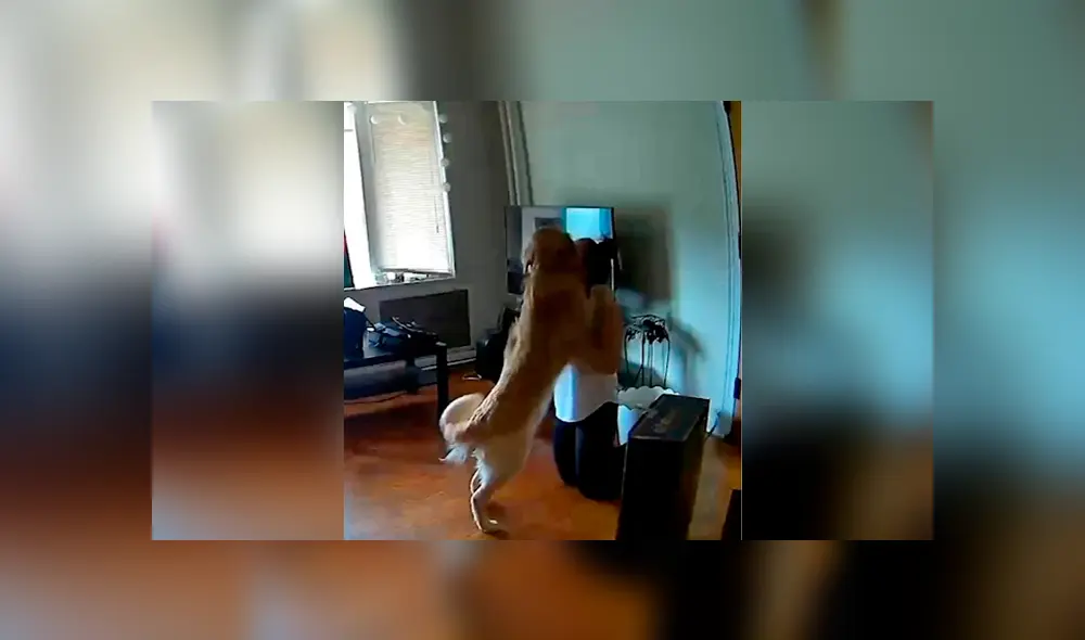 Desliza las imágenes para ver la dramática reacción que tuvo un perro al estar nuevamente junto a su dueña. Fotocaptura: @barkin_brothers Desliza las imágenes para ver la dramática reacción que tuvo un perro al estar nuevamente junto a su dueña. Fotocaptura: @barkin_brothers