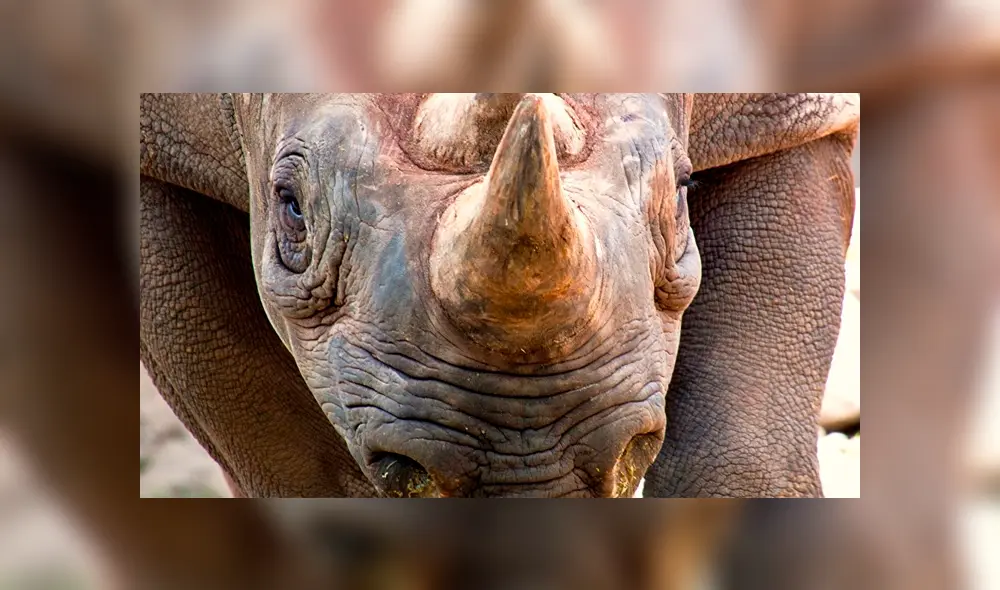 YouTube viral: turistas molestan a enorme rinoceronte en safari y este se venga de la peor forma [VIDEO] 