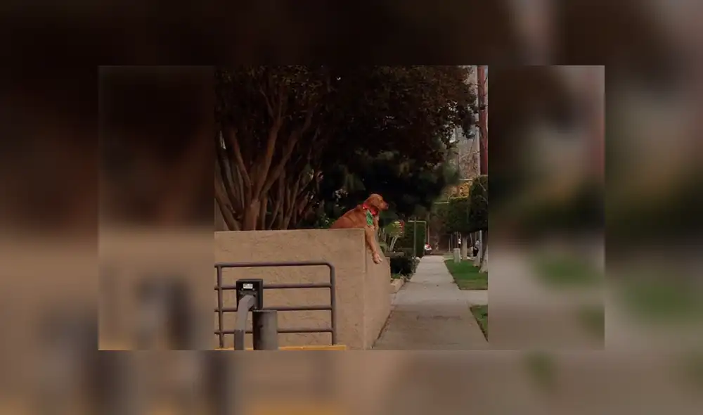 Facebook: conoce la triste historia del perro que lanza su juguete fuera de casa todos los días