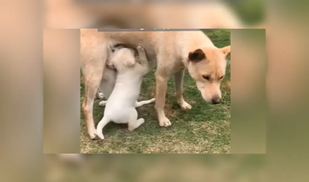 Vía YouTube. Una perrita vio que estaban llevando a sus cachorros a un refugio y los siguió para no separarse de ellos.