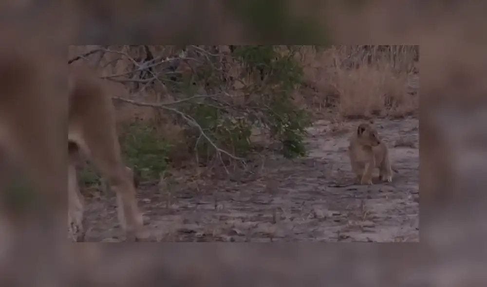 Turistas se topan con familia de leones y graban conmovedora escena jamás antes vista. Turistas se topan con familia de leones y graban conmovedora escena jamás antes vista.