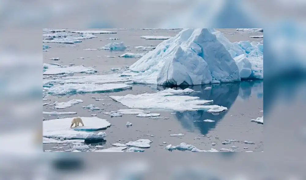 ¿Por qué un grupo de hambrientos osos polares invadió un archipiélago en Rusia? [VIDEO]