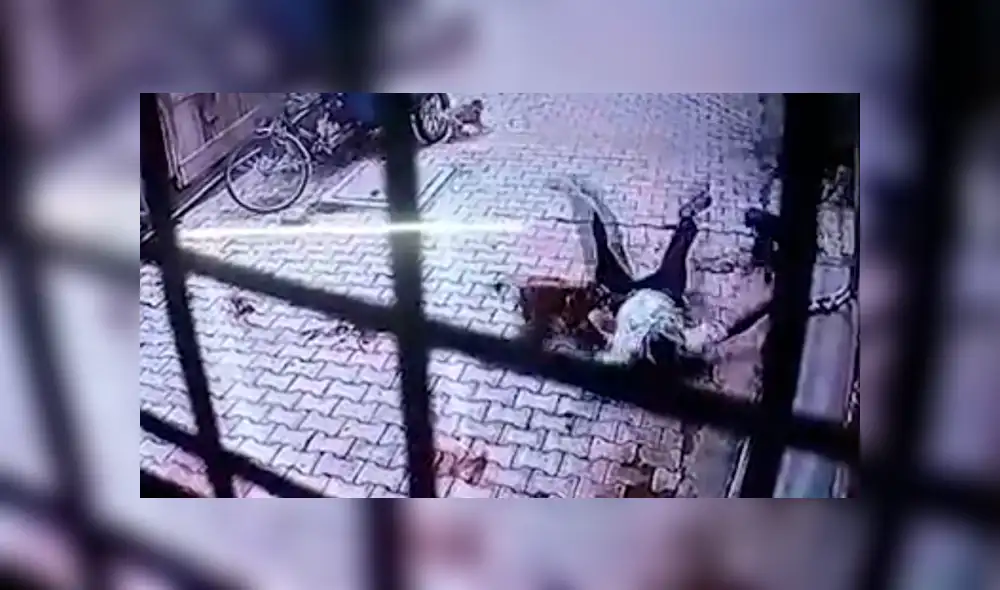 Macacos atacaron grupalmente a hombre que retornaba a casa. Foto: Captura de Facebook Macacos atacaron grupalmente a hombre que retornaba a casa. Foto: Captura de Facebook