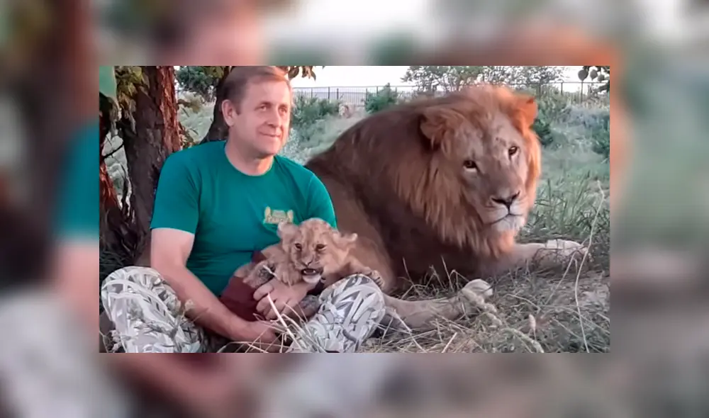 Un cuidador de leones ingresó al recinto para alimentar a un depredador bebé. Un cuidador de leones ingresó al recinto para alimentar a un depredador bebé.
