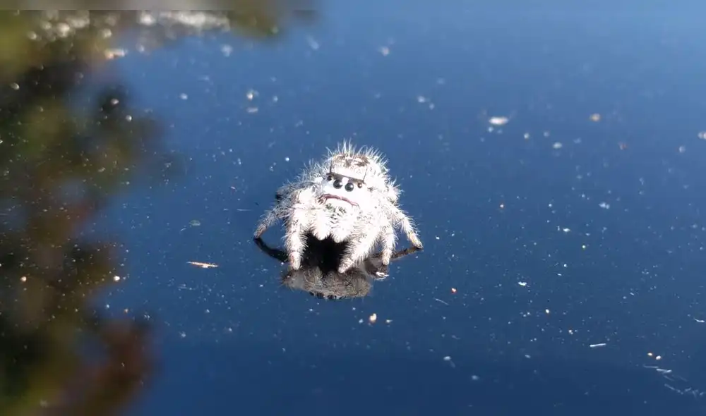Facebook viral: ¿Hallan a la araña más tierna del mundo? Su apariencia cautiva a todos [VIDEO]