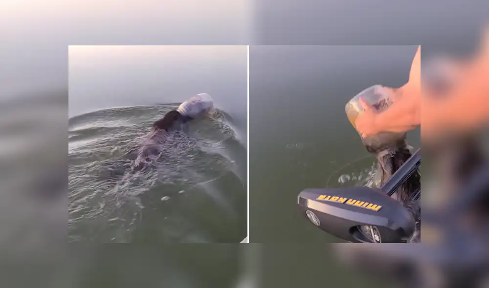 Una familia que estaba navegando por un lago salvó a un oso que tenía un bidón de plástico en la cabeza. Foto: Facebook Una familia que estaba navegando por un lago salvó a un oso que tenía un bidón de plástico en la cabeza. Foto: Facebook