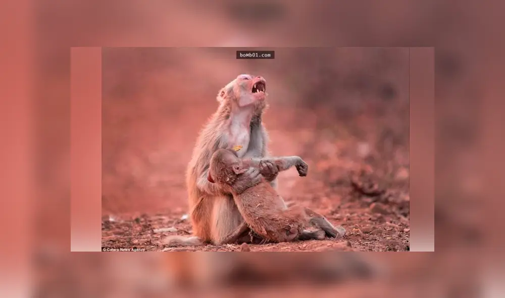 Facebook viral: madre macaco rompe en desgarrador llanto al creer que su bebé murió [FOTOS]