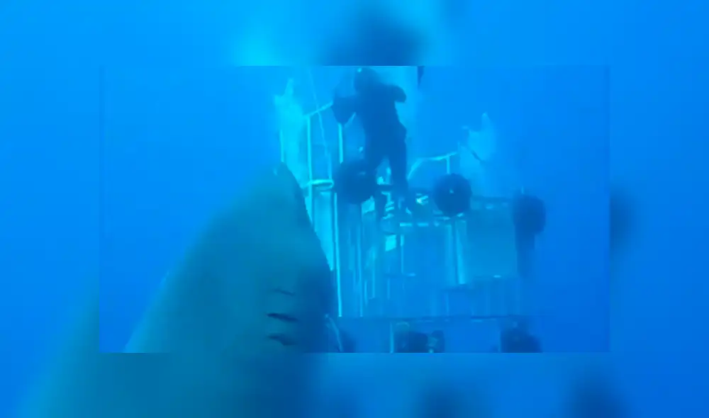 En Facebook, un video viral muestra a un enorme tiburón y buceadores. En Facebook, un video viral muestra a un enorme tiburón y buceadores.