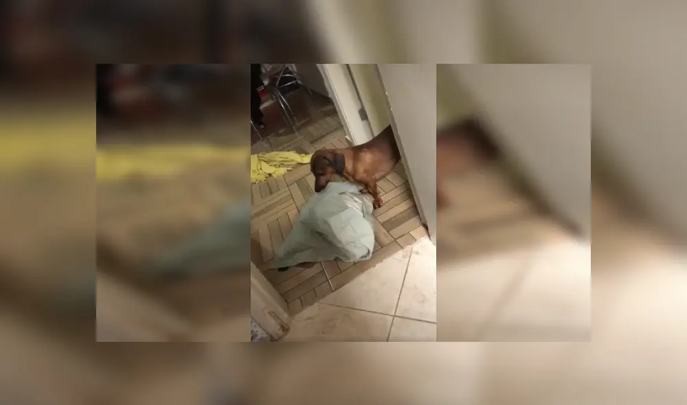Desliza las imágenes hacia la izquierda para apreciar la emotiva acción de un perro para poder dormir. Fotocaptura: Facebook. Desliza las imágenes hacia la izquierda para apreciar la emotiva acción de un perro para poder dormir. Fotocaptura: Facebook.