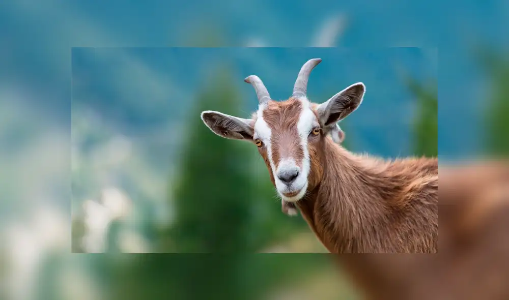 Facebook viral: Gato escucha raros sonido provenientes del clóset y cuando se acerca descubre algo curioso [VIDEO]  