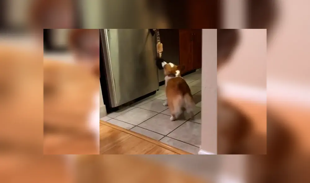 En Facebook, un perro asombró con su destreza al obedecer las indicaciones de su dueña para entregar una lata de agua. En Facebook, un perro asombró con su destreza al obedecer las indicaciones de su dueña para entregar una lata de agua.