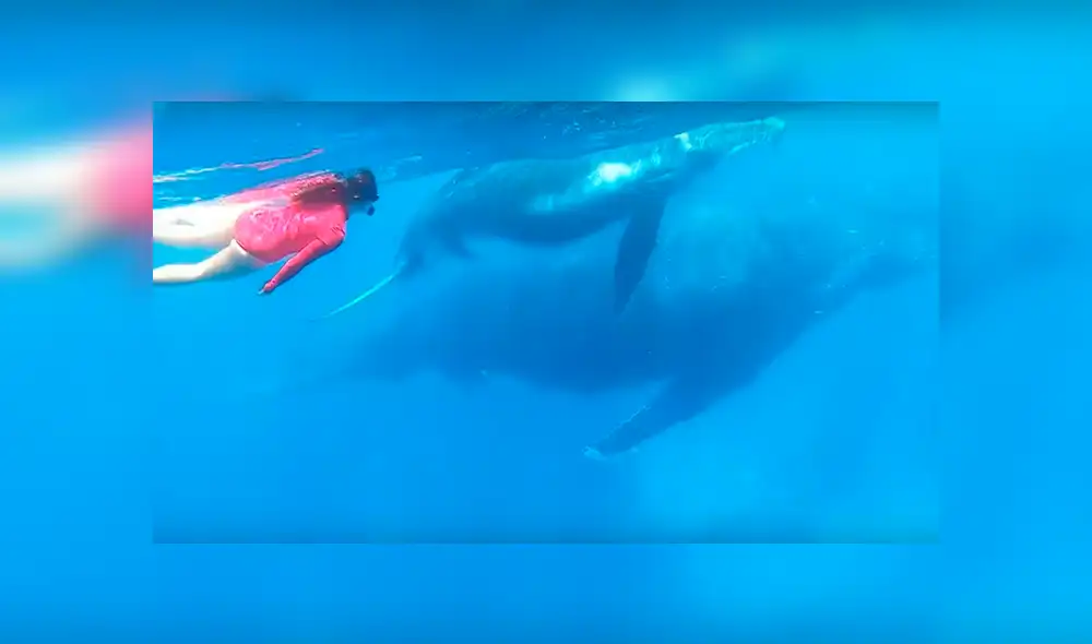 En YouTube, un sujeto captó el preciso momento que su esposa se encontró ‘cara a cara’ con una ballena jorobada. En YouTube, un sujeto captó el preciso momento que su esposa se encontró ‘cara a cara’ con una ballena jorobada.