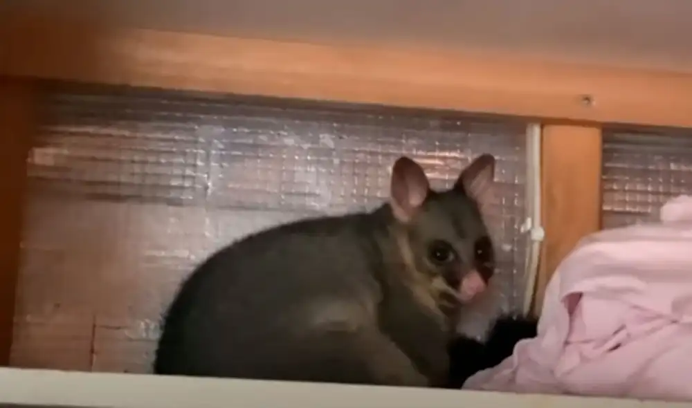 Desliza las imágenes para conocer el noble gesto de una mujer al bridarle un hogar a una zarigüeya. Foto: Videlo Desliza las imágenes para conocer el noble gesto de una mujer al bridarle un hogar a una zarigüeya. Foto: Videlo