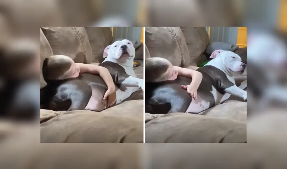 Un niño y un perro se hicieron mejores amigos y lo demostraron con un tierno abrazo. Foto: YouTube Un niño y un perro se hicieron mejores amigos y lo demostraron con un tierno abrazo. Foto: YouTube