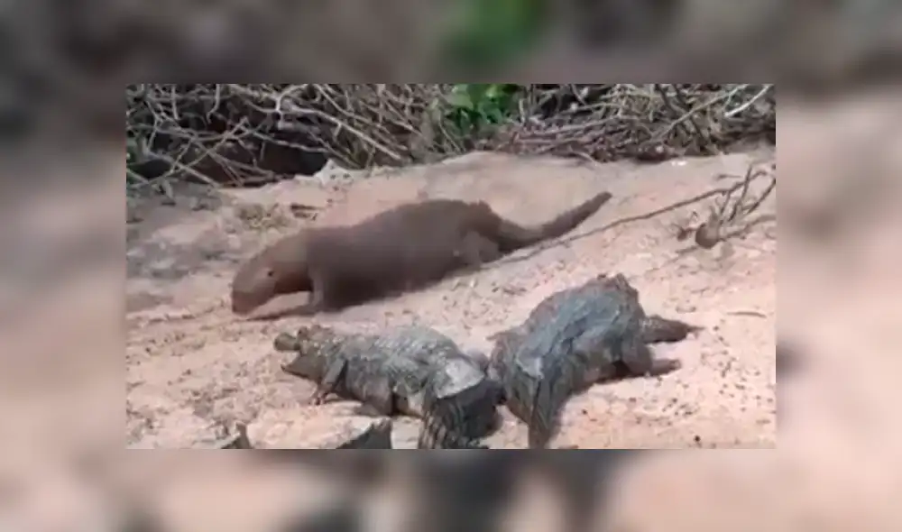 Una nutria y un grupo de caimanes protagonizaron un insólito momento que se volvió viral en las redes.