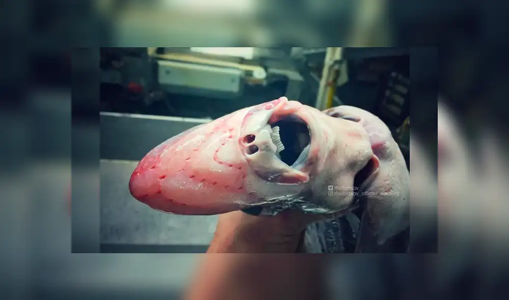 10 extrañas criaturas capturadas en el fondo del mar cuyo aspecto asusta a todos [FOTOS]