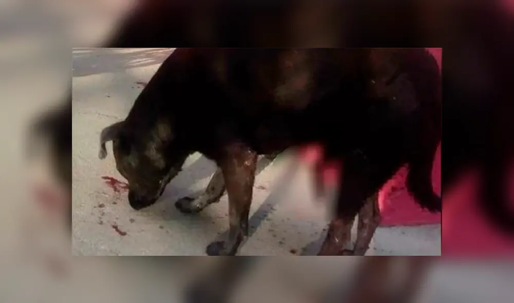 Hombre cortó los genitales a un perro luego que este ‘pisara’ a otro can [FOTOS]