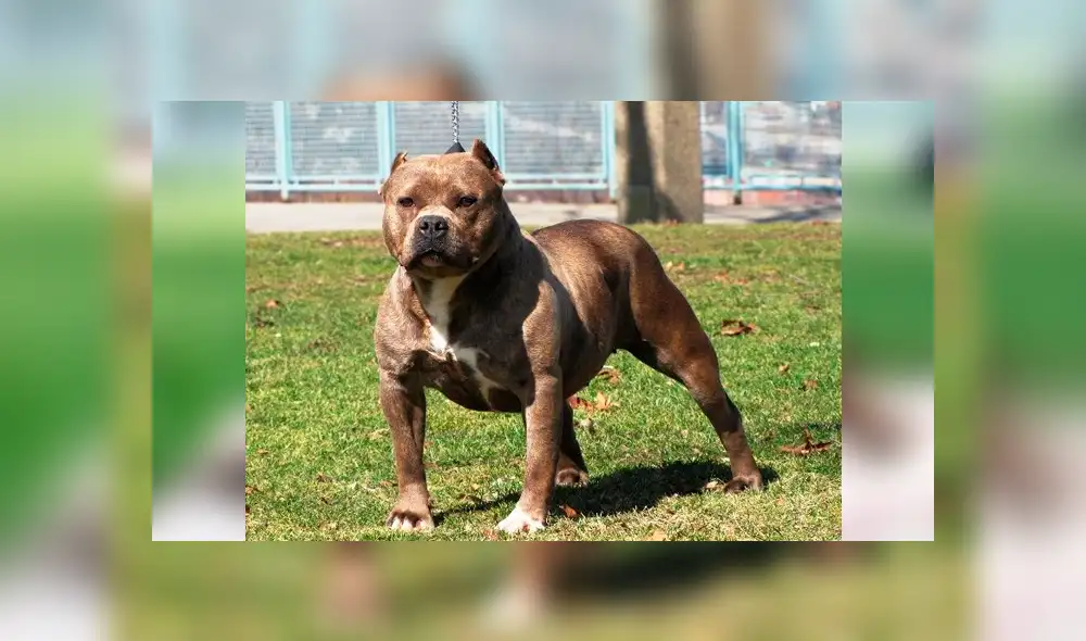 YouTube viral: perro pitbull recibe maltratos de un travieso mono y le responde de insólita forma [VIDEO]