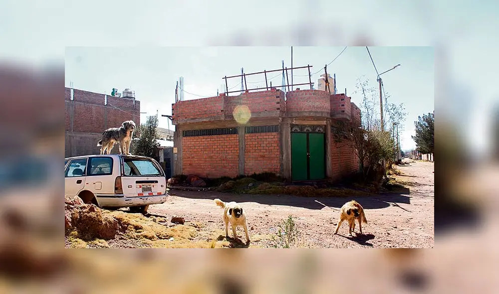 Dueños fueron notificados para que críen a sus canes dentro de cada en Juliaca. Dueños fueron notificados para que críen a sus canes dentro de cada en Juliaca.